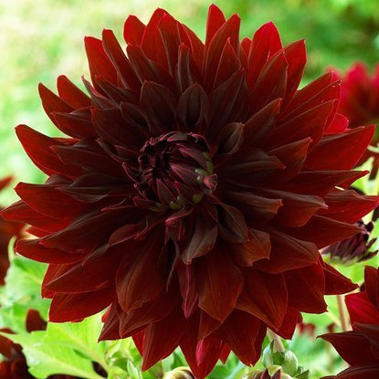 Dahlie Dekorativ Schwarz 1 st.