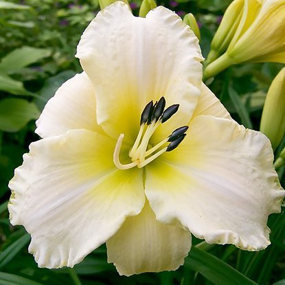 Weiße Taglilie Hemerocallis Arctic Snow 1 st.