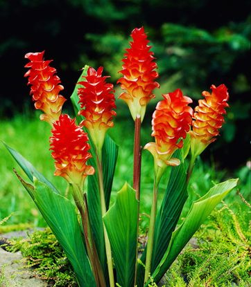 Kurkuma Curcuma Roscoeana 1 st.