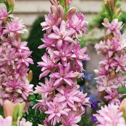 Tuberose Polianthes Sensation 1 st.