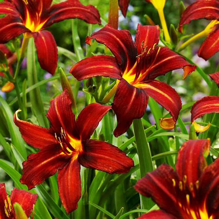 Taglilie Hemerocallis Autumn Red 1 st.