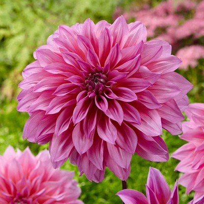 Dahlie Dekorativ Artur Hambley 1 st.