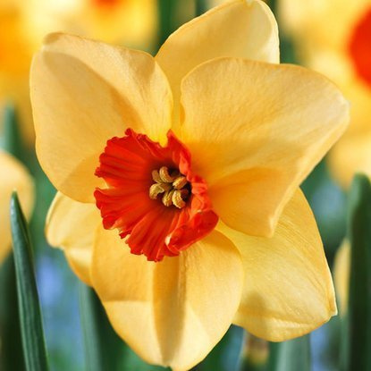 Kleinkronige Narcissus Altruist 5 st.