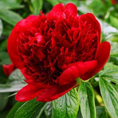 Pfingstrose Gefüllte Päonie  Red Charm  1 st.