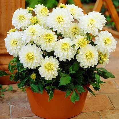 Zwergdalie dekorativ Art Fair 1 st.