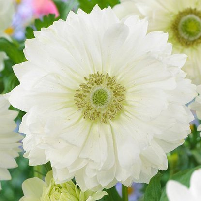Anemone gefüllte Windröschen Mount Everest 10 st.