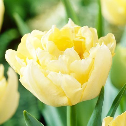 frühblühende gefüllte Tulpe Verona 5 st.