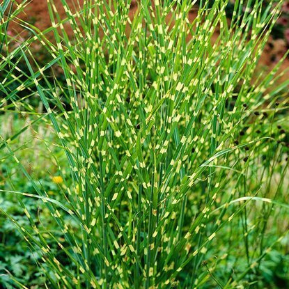 Chinaschilf Ziergräser Miscanthus Zebrinus 1 st.