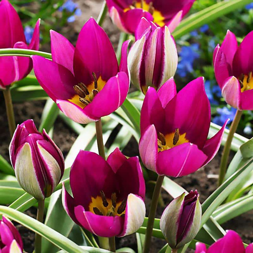 Wild Tulpe Humilis "Persian Pearl" 5 st.