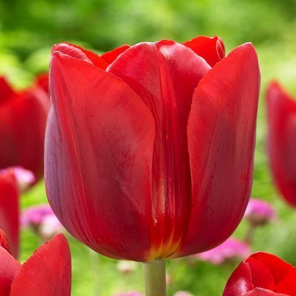 Triumph Tulpe Renegade 5 st.