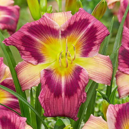 Taglilie Hemerocallis Malaysian monarch 1 st.