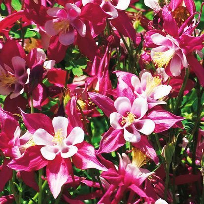 Akeleien Aquilegia Crimson Star 1 st.