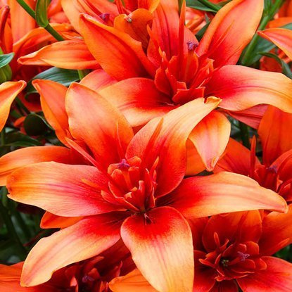 asiatische gefüllte Lilie Red Twin 1 st.