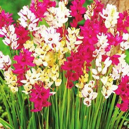 Ixien Klebschwertel Mix 10 st.