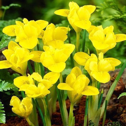 Netzblatt Schwertlilie Danfordiae 10 st.