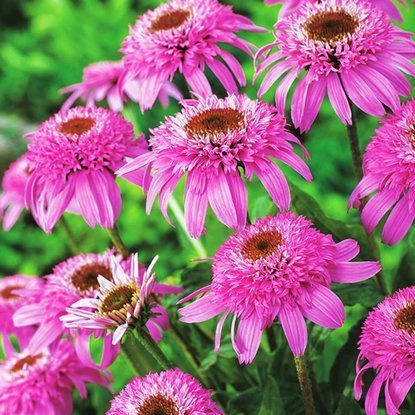 Echinacea Gefüllter Sonnenhut Pink Double Delight 1 st.