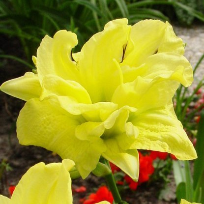 Taglilie Hemerocallis Double River Wye 1 st.