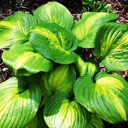 Funkie hosta Avocado 1 st.