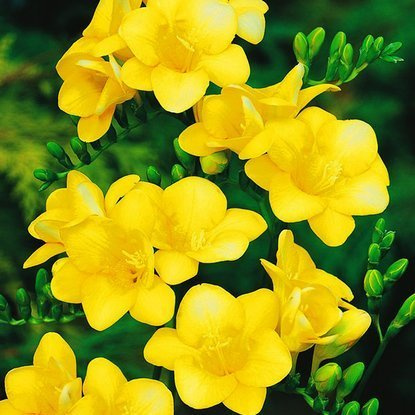 Freesien Einzelne Gelbe 10 st.