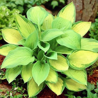Funkie hosta Pauls Glory 1 st.