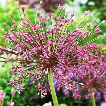 Allium Zierlauch Schuberti 1 st.