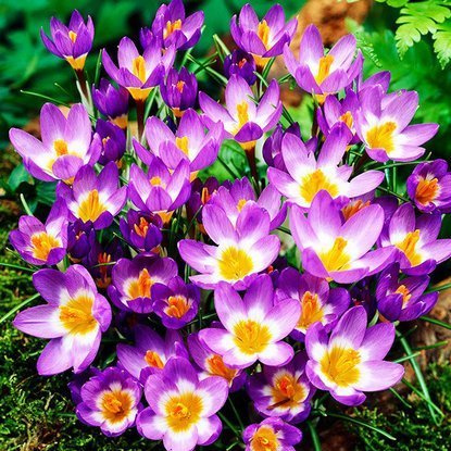 Krokusse Crocus Tricolor 10 st.