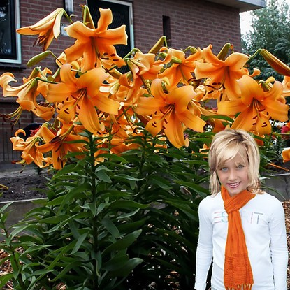 asiatische  Lilie Orange Spice 1 st.