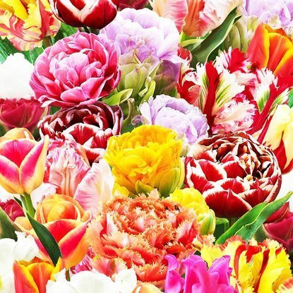 Mischung WOW MIX Tulpe alle Sorten 10 st.