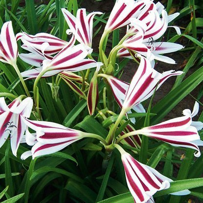 Hakenlilien Crinum Cintho 1 st.