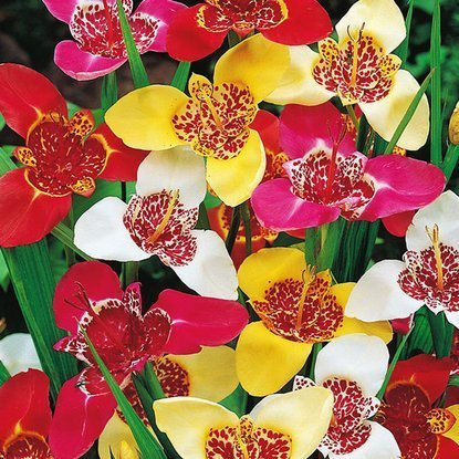 Tigerblumen Pfauenlilie Mix 10 st.