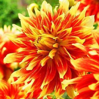 Dahlie Großblütige Bodacious 1 st.