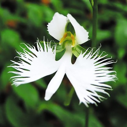 Habenaria Vogelblumme Variegata  1 st.