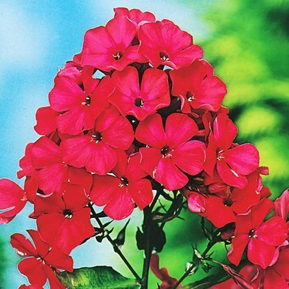 Phlox Flammenblumen Starfire 1 st.