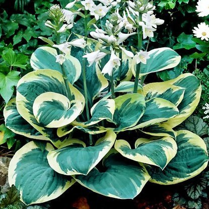 Funkie hosta Snow Cap 1 st.