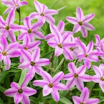 Sternblume Frühlingsstern Charlotte Bishop 10 st.