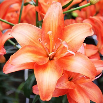 asiatische Lilie Ceb Latte 1 st.