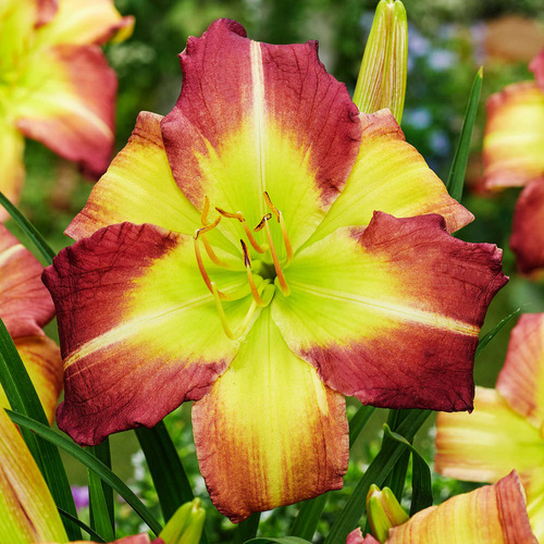 Taglilie Hemerocallis Milke Reed 1 st.
