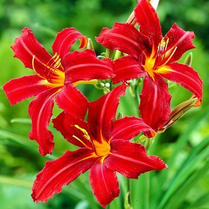 Taglilie Hemerocallis Crimson Pirate 1 st.
