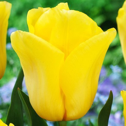 Tulipan (Tulipa) Strong Gold 5 szt.
