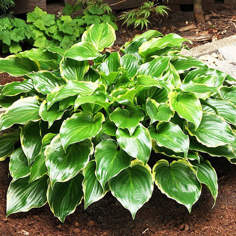 Funkie hosta Sugar and Spice 1 st.