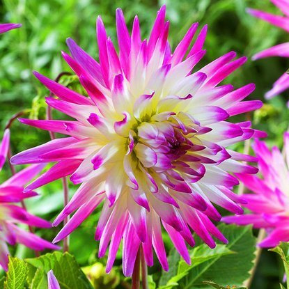 Dahlie Kaktus Hayley Jane 1 st.