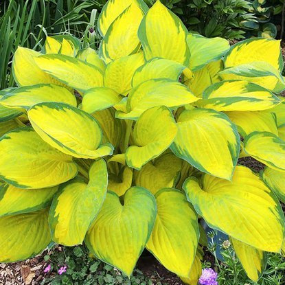 Funkie hosta Gold Standard 1 st.