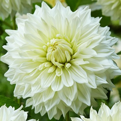 Dahlie Dekorativ Weiß 1 st.