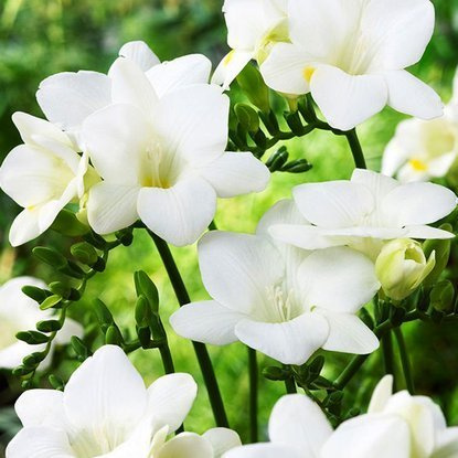 Freesien Einzelne Weiße 10 st.