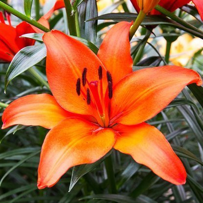 asiatische Lilie Nello 1 st.