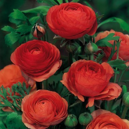 Hahnenfuß Ranunculus Pomarańczowy 5 st.