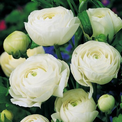 Hahnenfuß Ranunculus Biały 5 st.