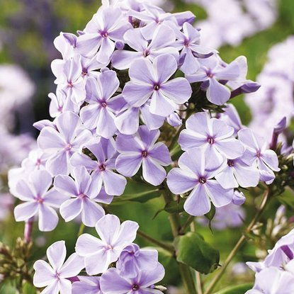 Phlox  Flammenblumen All in One 1 st.