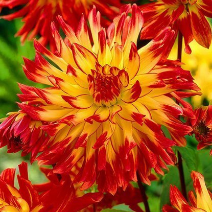 Dahlie Kaktus Vuurvogel 1 st.