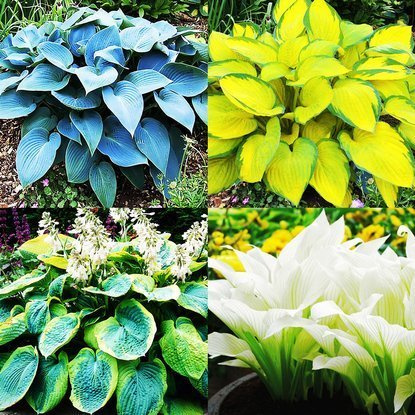 Zestaw 1 Funkia (Hosta) Bestseller 4 szt